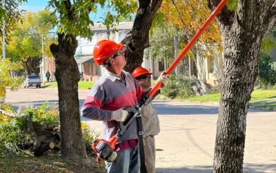 Comenzó el Programa Municipal de Poda en Ubajay